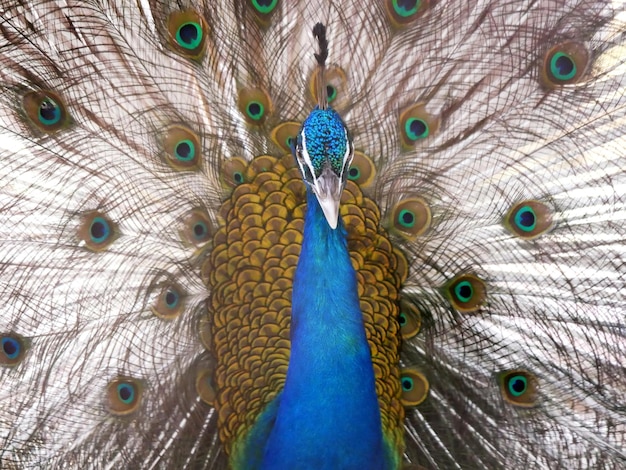 Ein schöner männlicher Pfau beeindruckt ein Weibchen mit seinem lebhaften Schwanz und seinen sanften Bewegungen