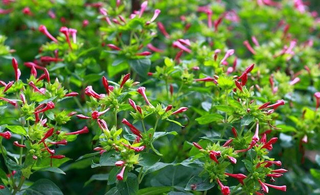 Ein schöner Mirabilis-Busch blühte im Garten Mirabilis der Familie Nyctaginaceae closeup