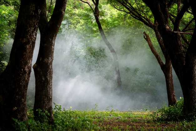 Ein schöner nebeliger Wald, Licht in einem Baum fores