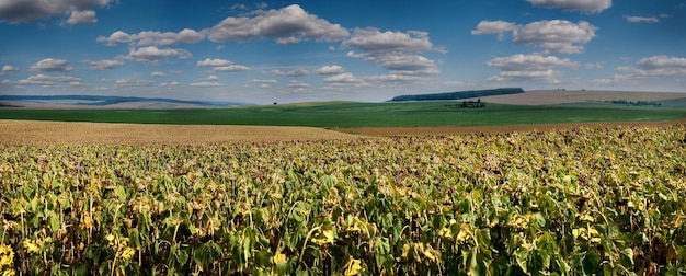 Ein schöner Panoramablick auf das Sonnenblumenfeld im Vordergrund und eine landwirtschaftliche Landschaft am Horizont