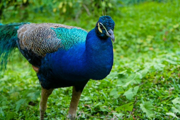 Ein schöner Pfau geht in einem grünen Vogelpark spazieren