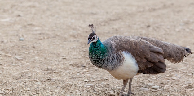 Ein schöner Pfau mit hellen Federn geht neben Touristen und bittet um Essen