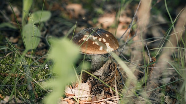 Ein schöner Pilz podberezovik wächst im Wald auf einer sonnigen Lichtung