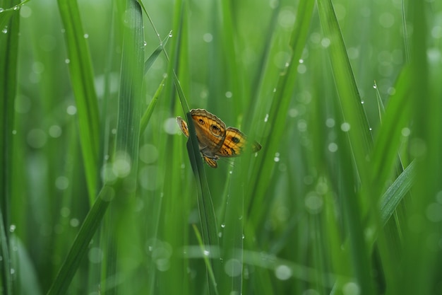 ein schöner Schmetterling an den Blättern