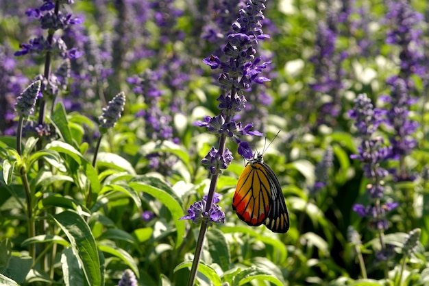 Ein schöner Schmetterling auf einem Angelonia Goyazensis Benth Blumenfeld im Garten