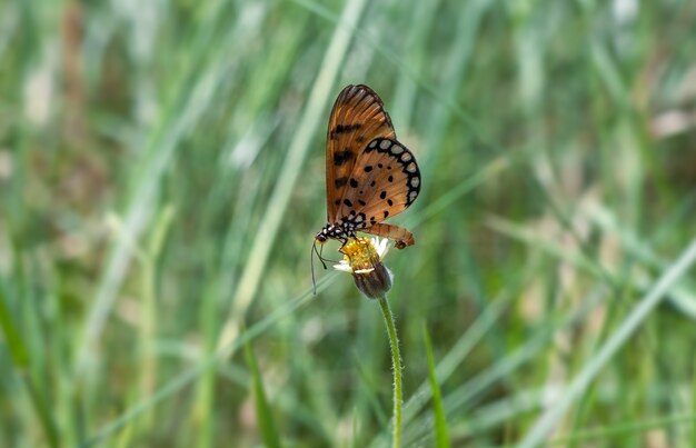 Ein schöner Schmetterling, der auf einer Wildblume sitzt