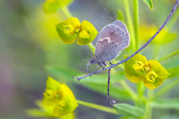 Ein schöner Schmetterling sitzt im Morgentau auf einer einsamen Pflanze auf einem natürlichen unscharfen Hintergrund...