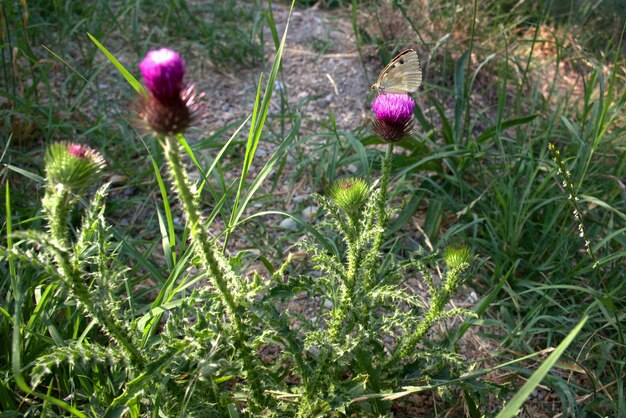 Ein schöner Schmetterling wärmt seine Flügel in den Strahlen der Sonne Bunte galatea eine Schmetterlingsart aus der Familie der Marigold auf der Blume der Milchdistelbokeh