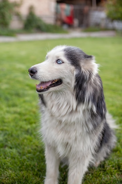 Ein schöner Siberian Husky-Hund liegt in der warmen Jahreszeit auf einem grünen Rasen. Nahansicht