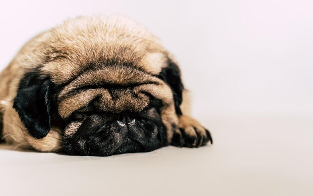 Ein schöner trauriger Mops liegt auf isoliertem weißem Hintergrund. Cute Mops Welpe Hund isoliert auf weißem Hintergrund