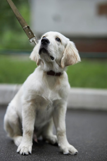 Ein schöner und süßer Welpe eines Golden Retriever sitzt auf dem Bürgersteig Reinrassiger Hund Golden Retriever