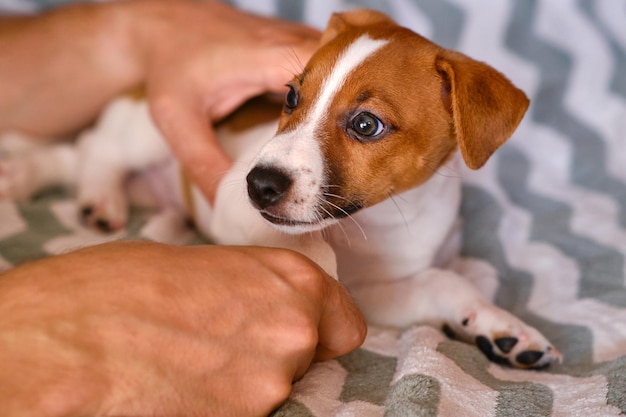 Ein schöner und süßer Welpe von Jack Russell