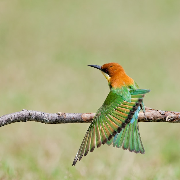 Ein schöner Vogel Kastanie ging Bienenesser auf einer Niederlassung voran. (Merops Leschenaulti)