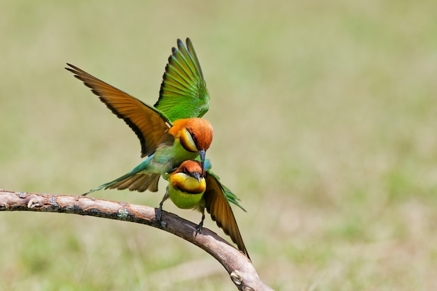 Ein schöner Vogel Kastanie ging Bienenesser auf einer Niederlassung voran. (Merops Leschenaulti)