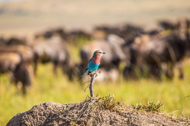 Ein schöner Vogel mit einer Gruppe Gnus im Masai Mara Nationalpark, Tiere in Freiheit in der Savanne. Kenia