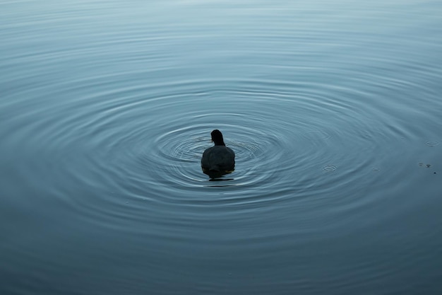 Foto ein schöner wassertropfen, verursacht von einem vogel