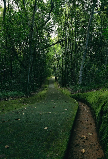 ein schöner Weg durch den Wald