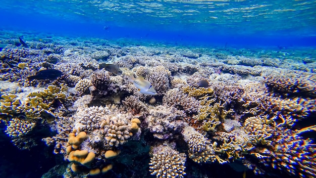 Ein schöner weißer Fisch mit roten Augen schwimmt auf der Suche nach Nahrung in der Nähe der Korallen des Roten Meeres