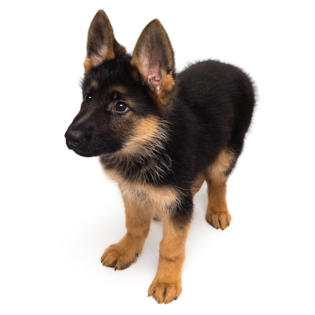 Ein schöner Welpe ist der Deutsche Schäferhund, isoliert auf weißem Hintergrund. Flauschige Hundenahaufnahme von brauner und schwarzer Farbe