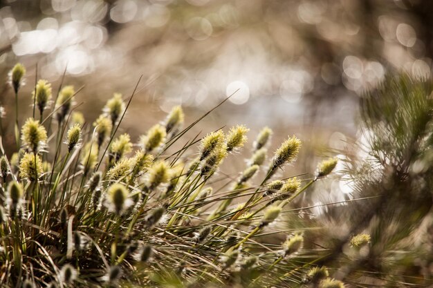 Foto ein schönes baumwollgras in einem sumpf im frühen frühling