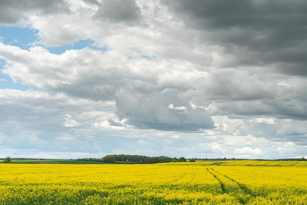 Ein schönes blühendes Rapsfeld vor dem Hintergrund der Wolken Spuren von landwirtschaftlichen Maschinen mit Rädern auf einem Rapsfeld Ländliche Landschaft Tapete