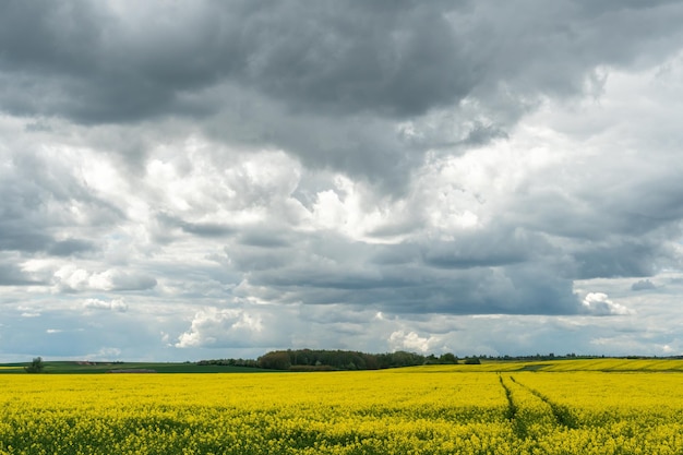 Ein schönes blühendes Rapsfeld vor dem Hintergrund der Wolken Spuren von landwirtschaftlichen Maschinen mit Rädern auf einem Rapsfeld Ländliche Landschaft Tapete