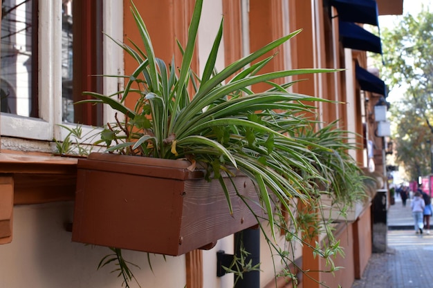 Ein schönes Blumenbeet an der Hauswand. Grüne Pflanzen wachsen im hängenden Blumengarten.