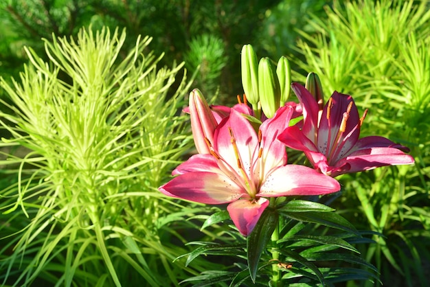 Ein schönes Blumenbeet mit Lilien und Liatris im Garten. Valentinstag. Liebe. Landwirtschaft. Flora. Rosa und Grün.