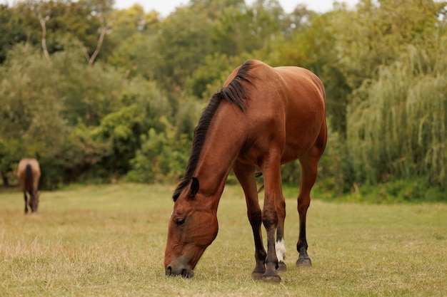 Ein schönes braunes Pferd weidet auf einer Wiese vor dem Hintergrund von Bäumen