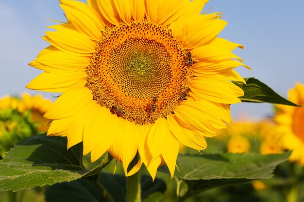 Ein schönes Feld von blühenden goldenen Sonnenblumen gegen einen blauen Himmel Bienen auf einer Sonnenblume Erntevorbereitung Sonnenblumenölproduktion