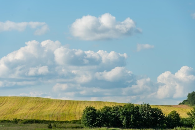 Ein schönes gelbes Feld mit blühendem Weizen auf einem Hintergrund aus blauem Himmel und flauschigen Wolken Umweltfreundliche Landwirtschaft