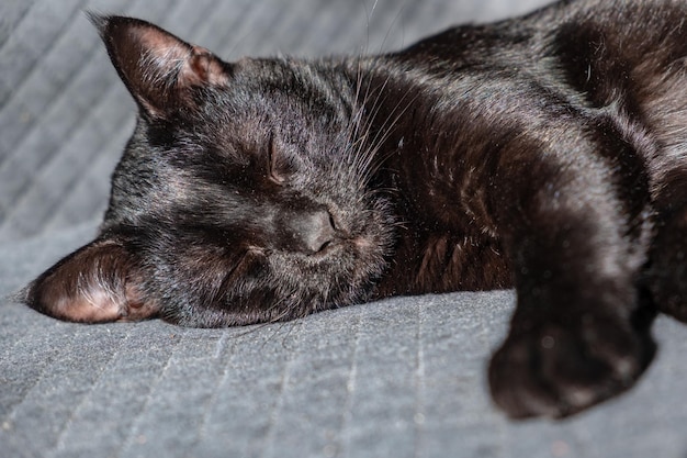 ein schönes schwarzes Kätzchen schläft süß auf einem grauen gerahmten Hintergrund