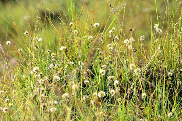 Ein schönes Stück grünes Gras und seine Blüten