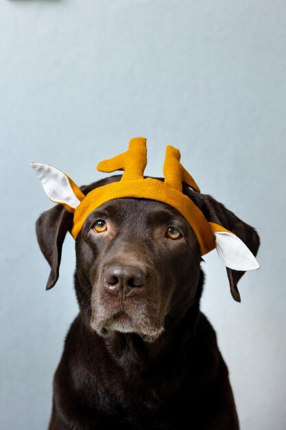 Ein Schokoladen-Labrador-Retriever-Hund sitzt auf einem hellen Hintergrund in einem grünen Bandana oder einem rosafarbenen Kronenblau