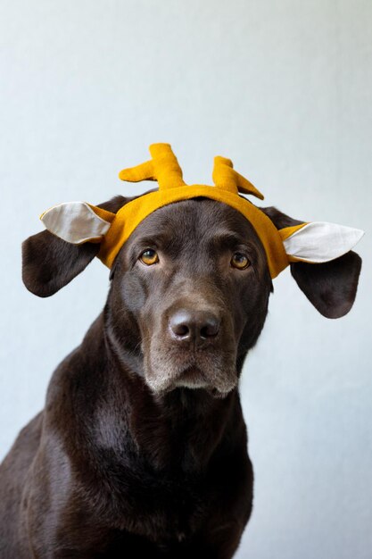 Ein Schokoladen-Labrador-Retriever-Hund sitzt auf einem hellen Hintergrund in einem grünen Bandana oder einem rosafarbenen Kronenblau