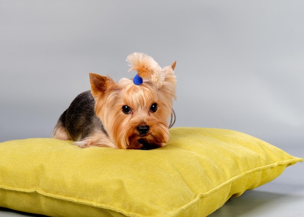 Ein schüchterner Yorkshire-Terrier-Hund liegt auf einem Kissen