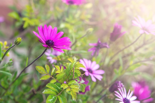 Ein Schuss von ein paar violetten Osteospermum-Blüten