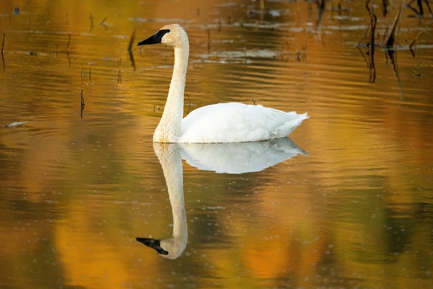 Ein Schwan auf dem Wasser Foto