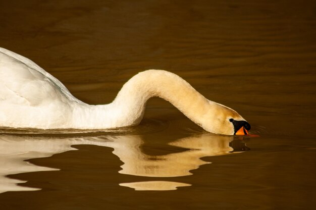 Ein Schwan, der im Wasser schwimmt