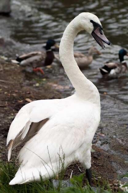 Ein Schwan mit langem Hals steht im Wasser.