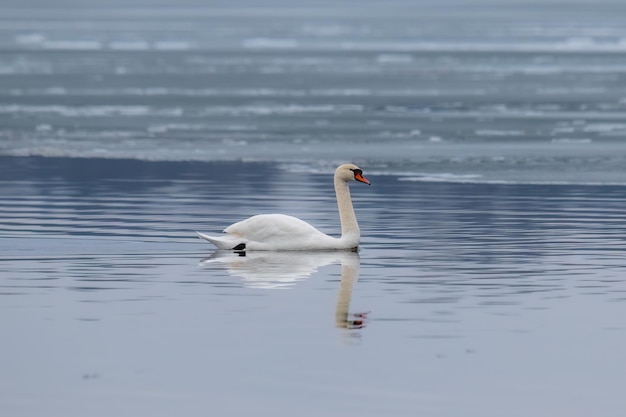 Ein Schwan schwimmt im Wasser mit blauem Hintergrund.