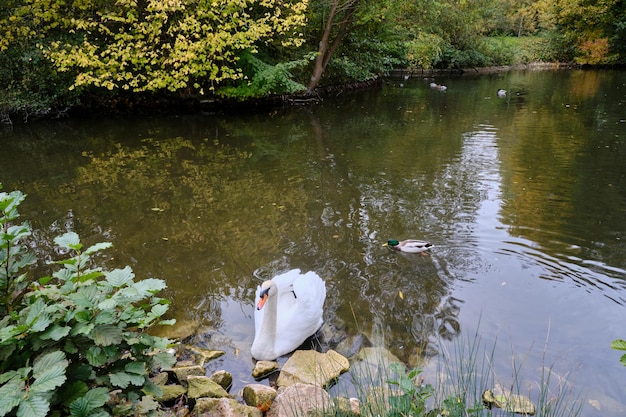 Ein Schwan und seine Reflexion über den See