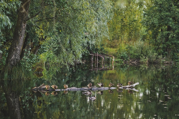 Ein Schwarm Enten schwimmt auf dem Teichwasser 7895