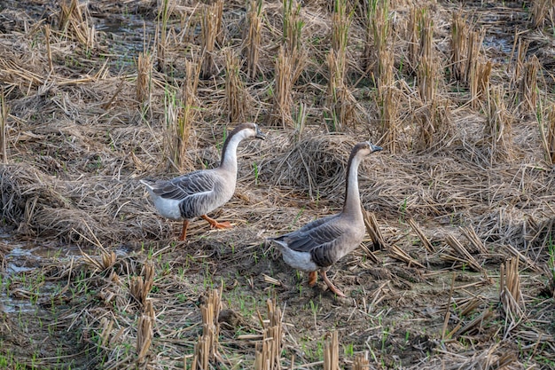 Ein Schwarm Gänse auf dem Feld