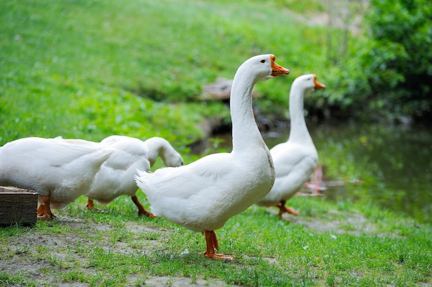 Ein Schwarm Hausgänse auf weißem Hintergrund grünem Gras