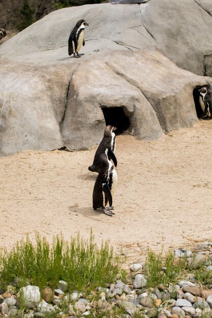 Ein Schwarm Humboldt-Pinguine an einer felsigen Küste Der Humboldt-Pinguin ist ein mittelgroßer Pinguin