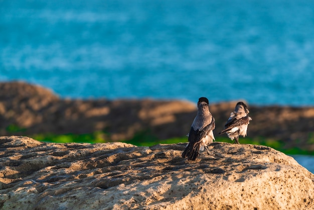 Ein Schwarm Krähen am Meer