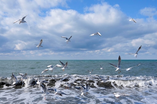 Ein Schwarm Möwen fliegt tagsüber am Himmel über dem Meer und schwimmt in großen weißen Wellen