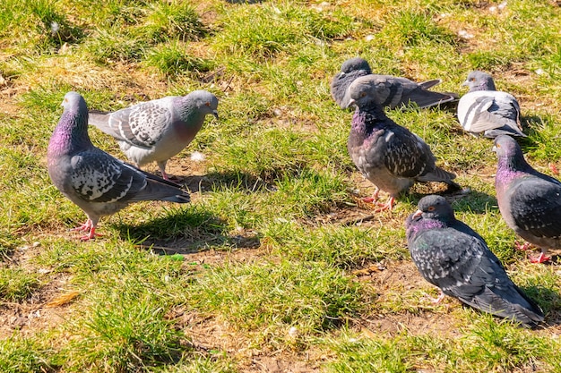 Ein Schwarm Tauben, die in einem öffentlichen Park Brot picken