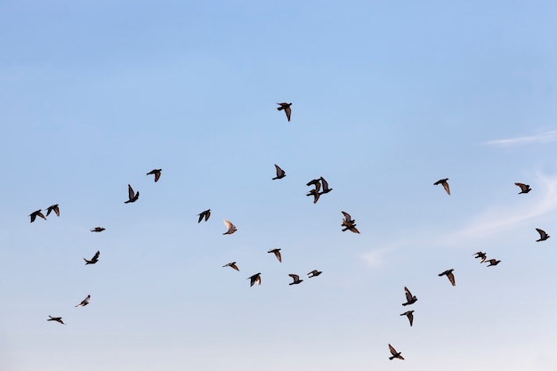 Ein Schwarm Tauben fliegt in den blauen Himmel